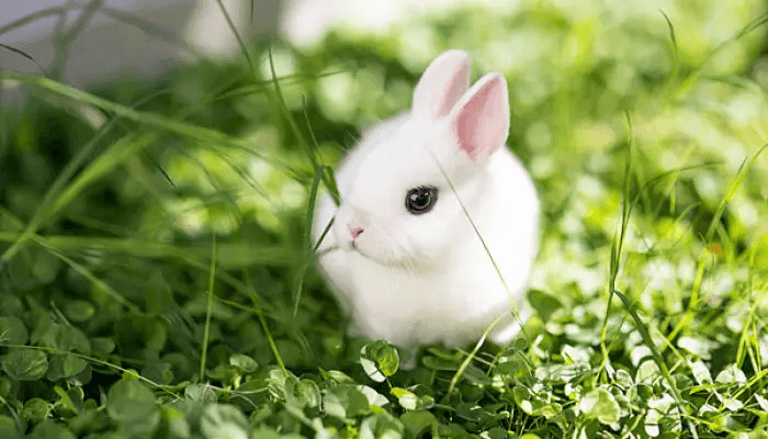 tipo de conejo enano polaco