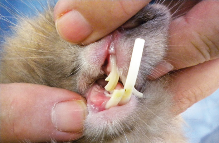 deformación dientes de conejo doméstico